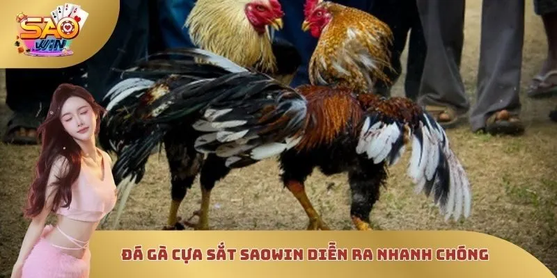 Các trận đá gà cựa sắt SAOWIN diễn ra nhanh chóng