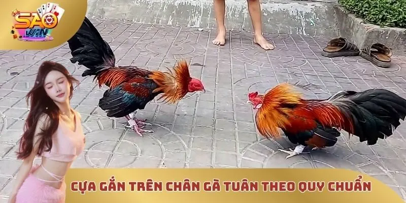 Cựa gắn trên chân gà phải tuân theo quy chuẩn của giải đấu