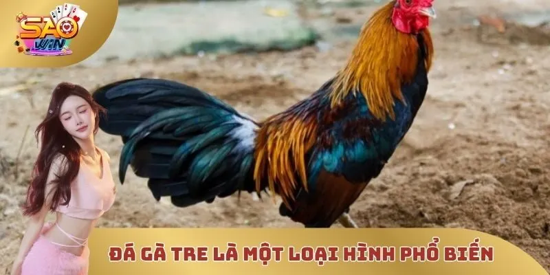 Đá gà tre là một loại hình phổ biến